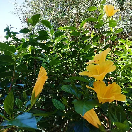 Solandra Lipari (Isola Lipari)