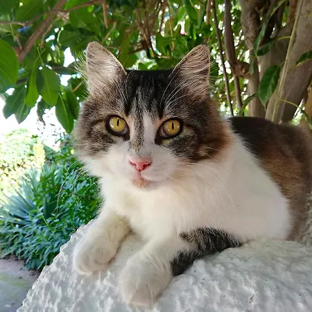 Solandra Lipari (Isola Lipari)